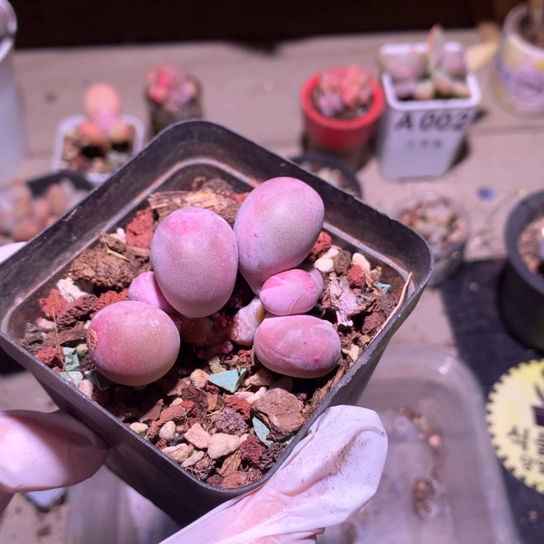 莱*米可奶酪多肉米可奶