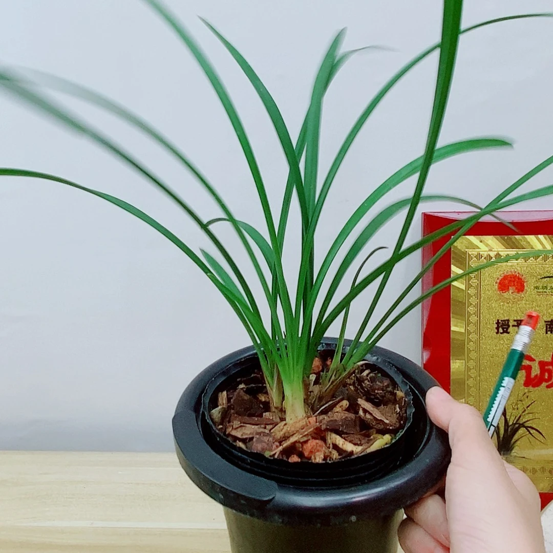 当前无花栽培后可以开花牡丹