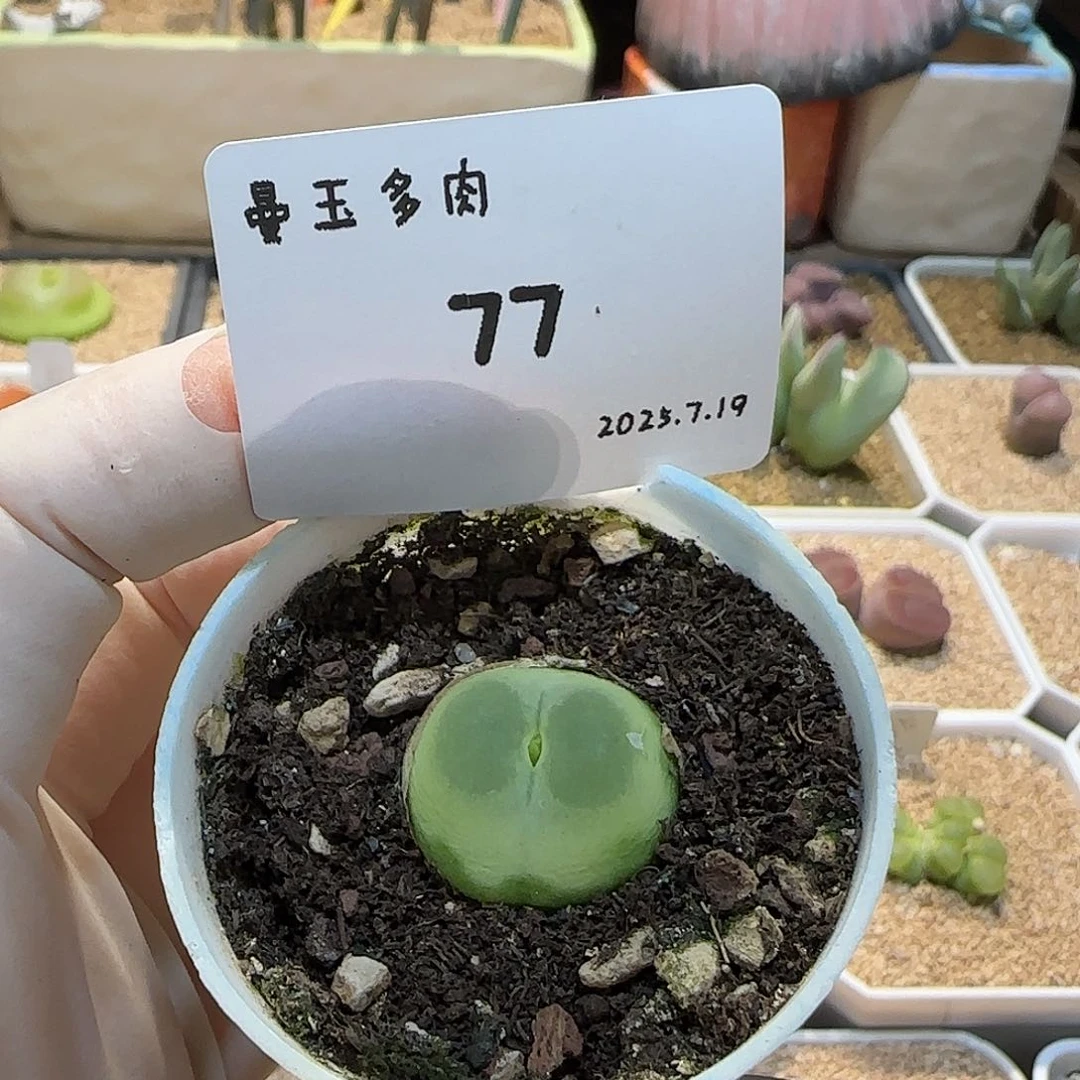麻***薯多肉多肉多肉7.19-077