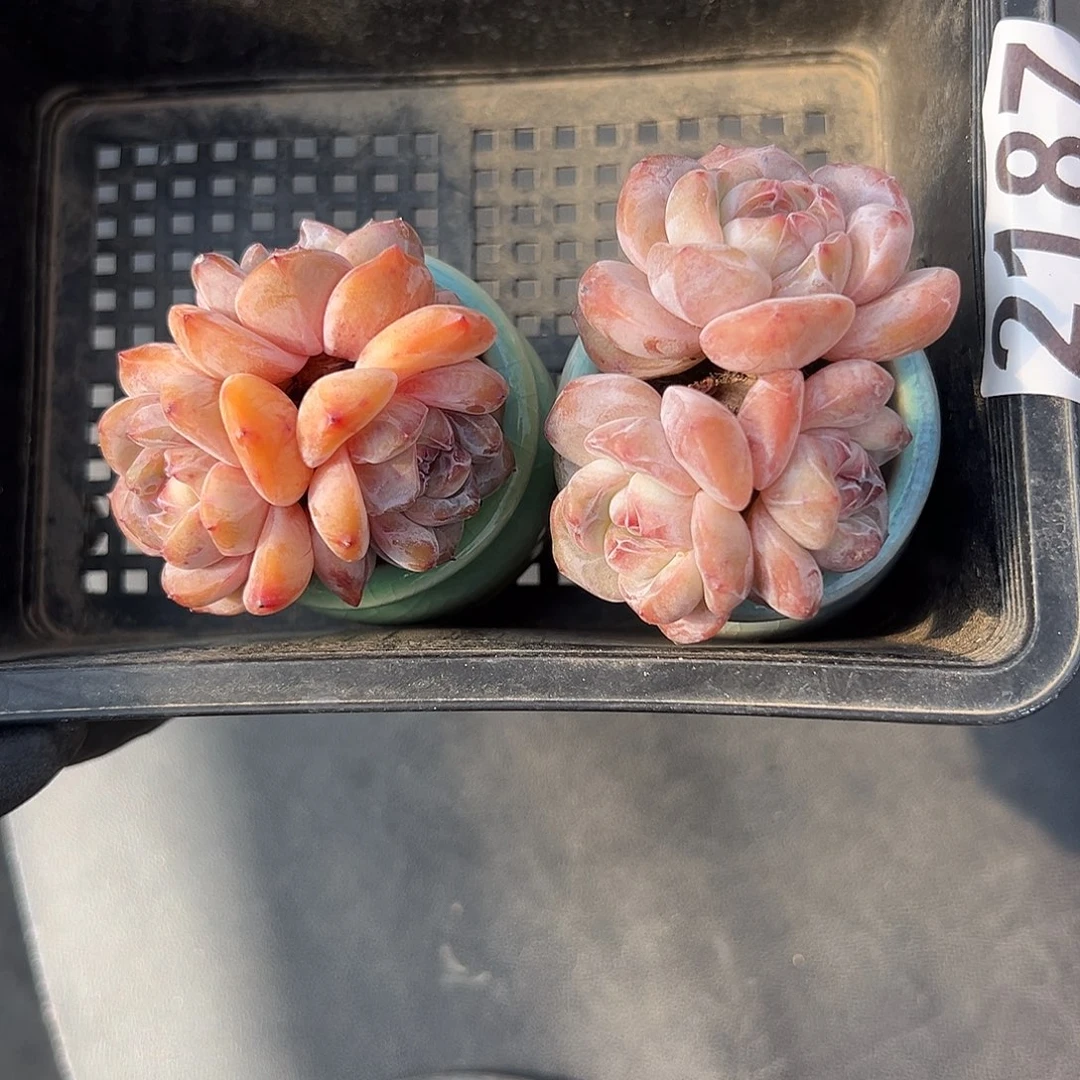 2187，俩个三头星影带盆发的