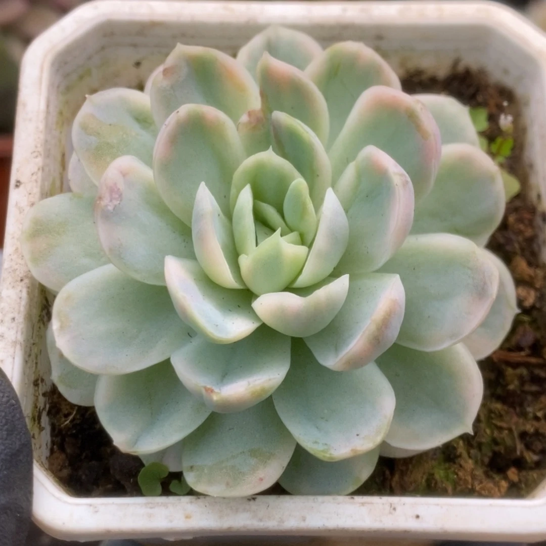 056贝瑞锦锦锦锦锦锦锦