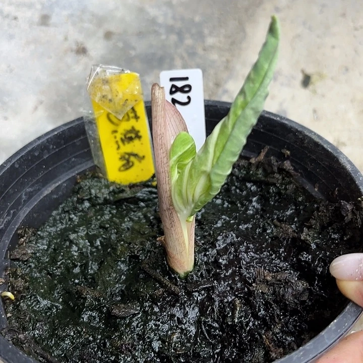 D***6182-0903芭蕉扇广东现货