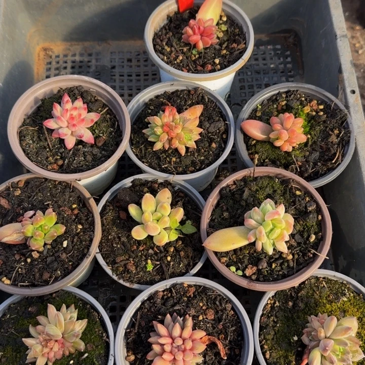 573多肉植物一物一拍