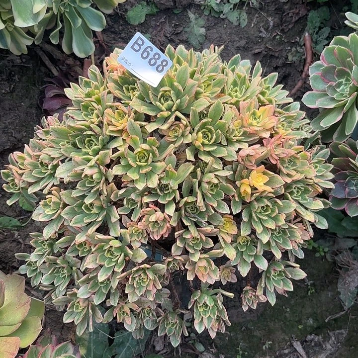 甜茶8-23-688偏远不包邮