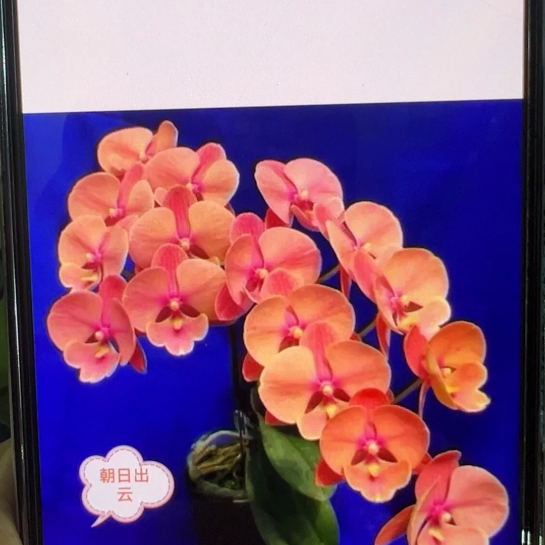 当前无花栽培后可以开花朝日出云，凑单发货