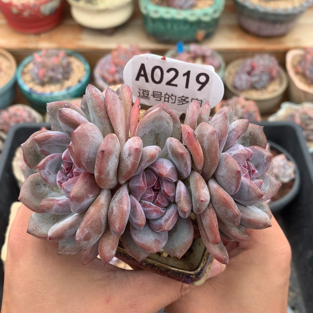 A0219 紫皮三头高桩 老桩 无砍 11cm