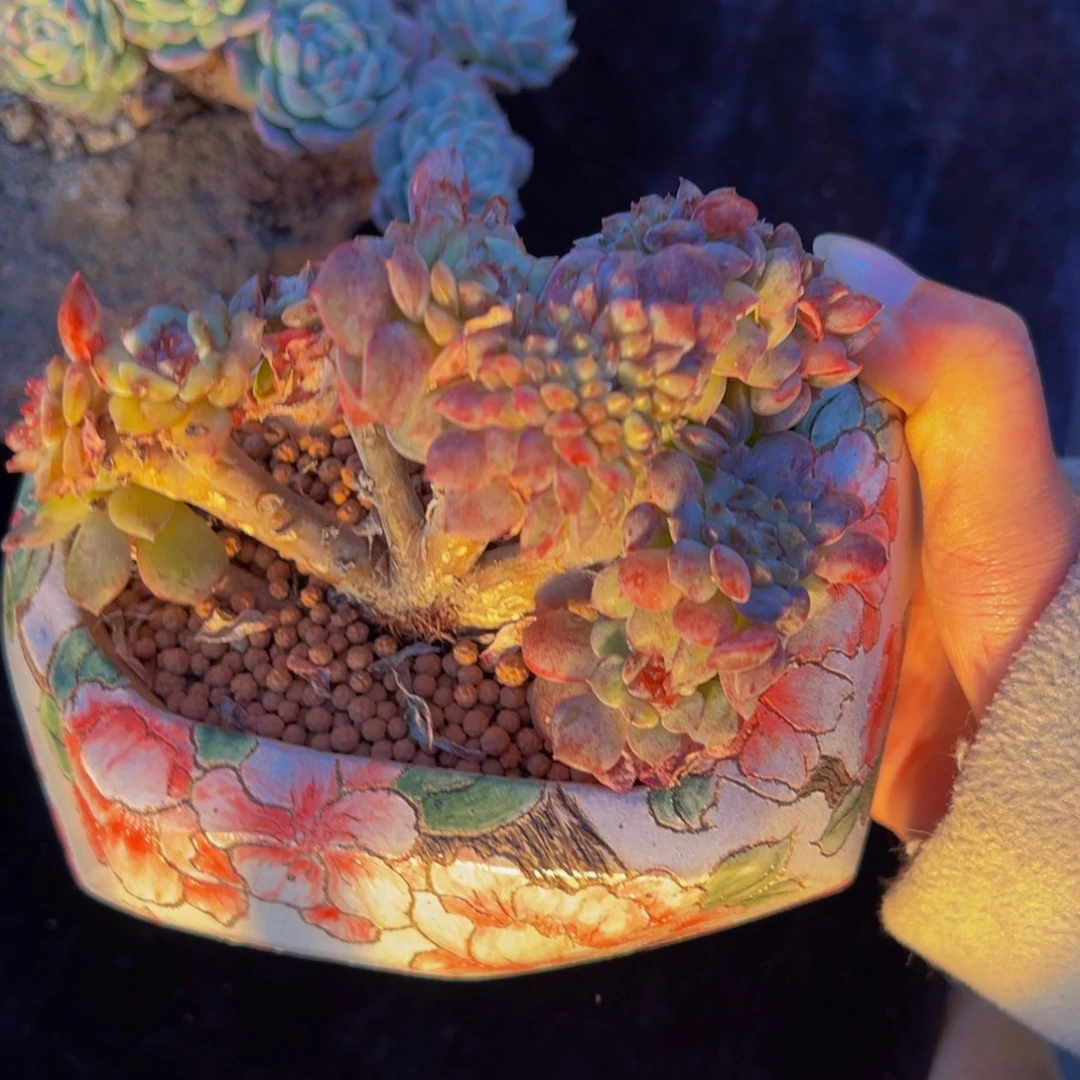 梦幻珍妮缀天天开心