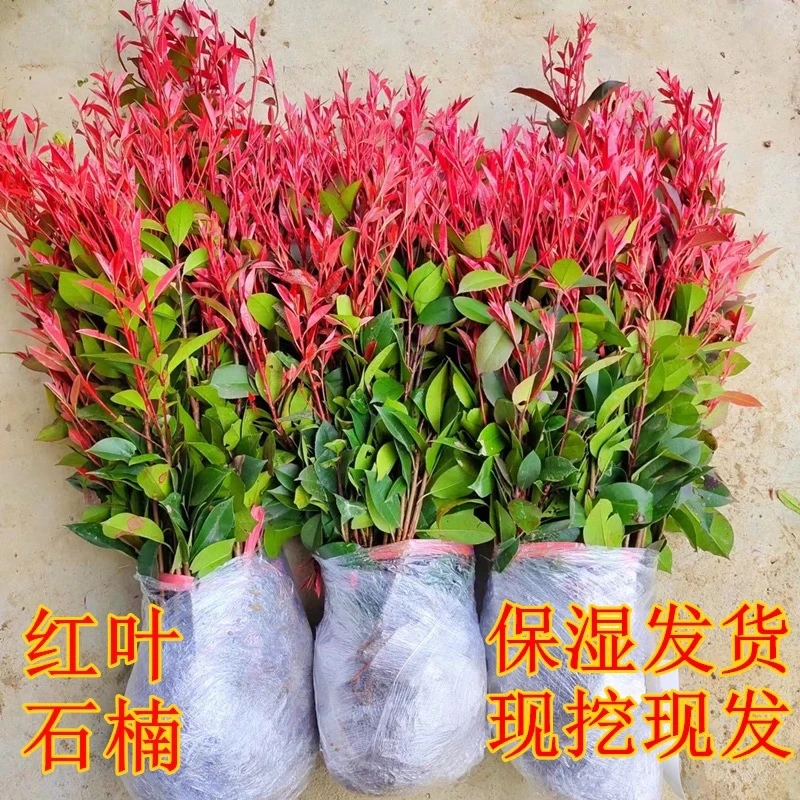 红叶石楠树苗红花继木金森庭院花坛绿化植物绿篱笆海棠围墙小苗球