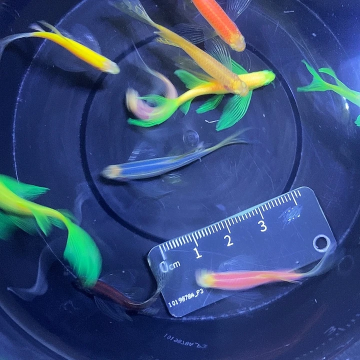 斑马鱼蝶翼斑马3-4.3厘米10条