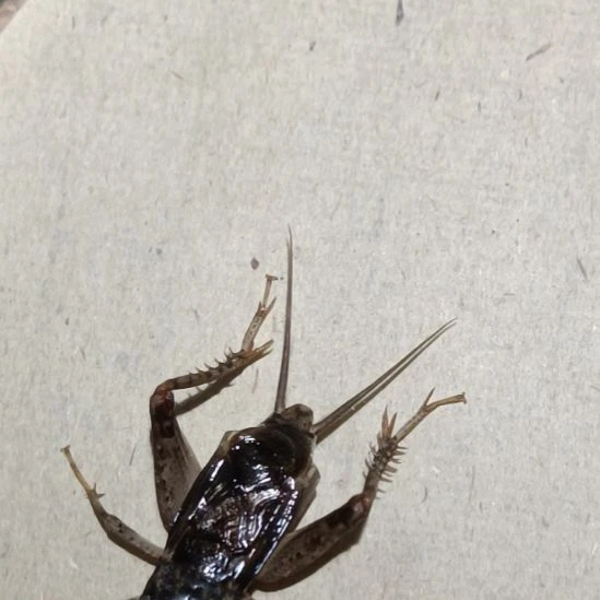 坤园份房蟋蟀蛐蛐