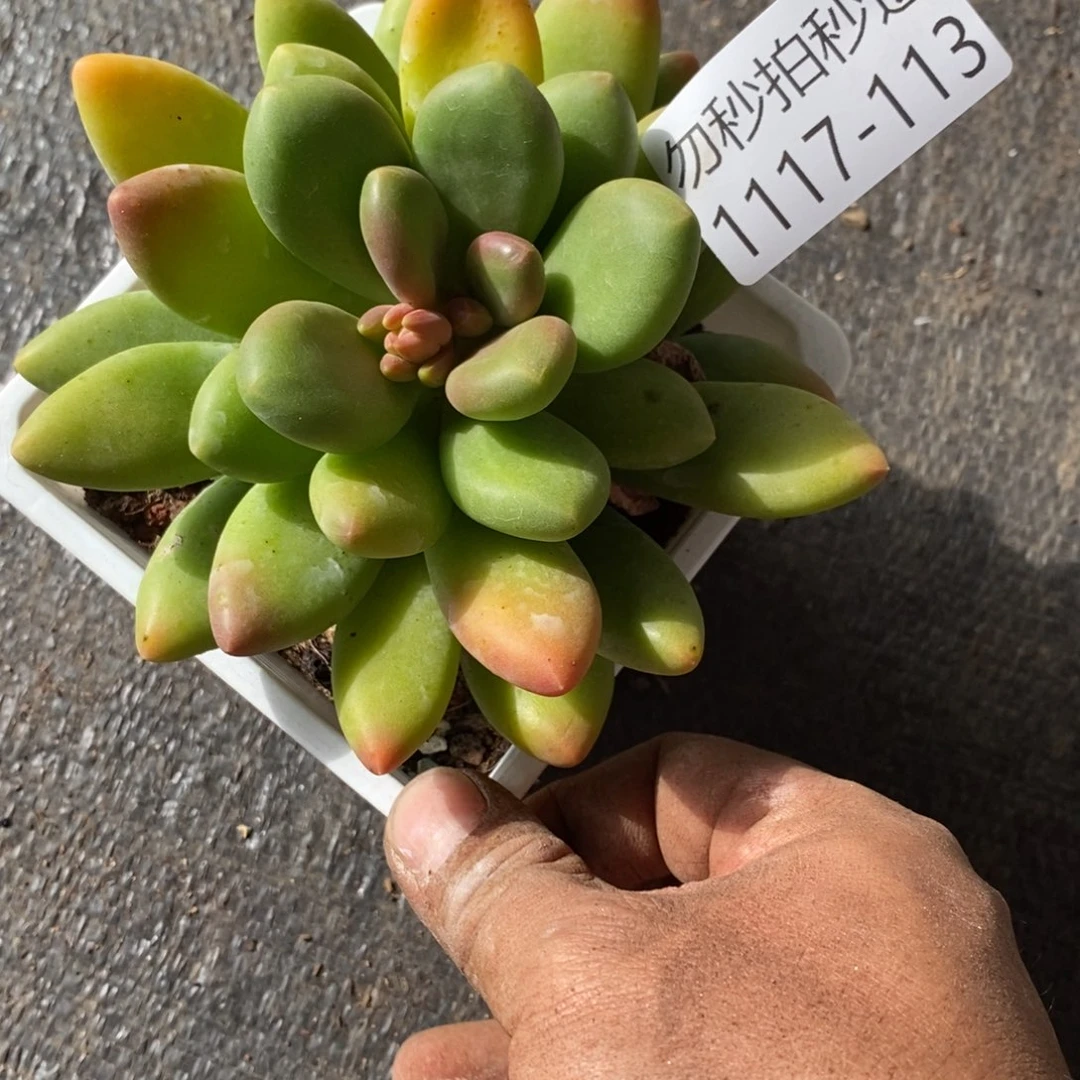 两单包邮1117-113芒果奶