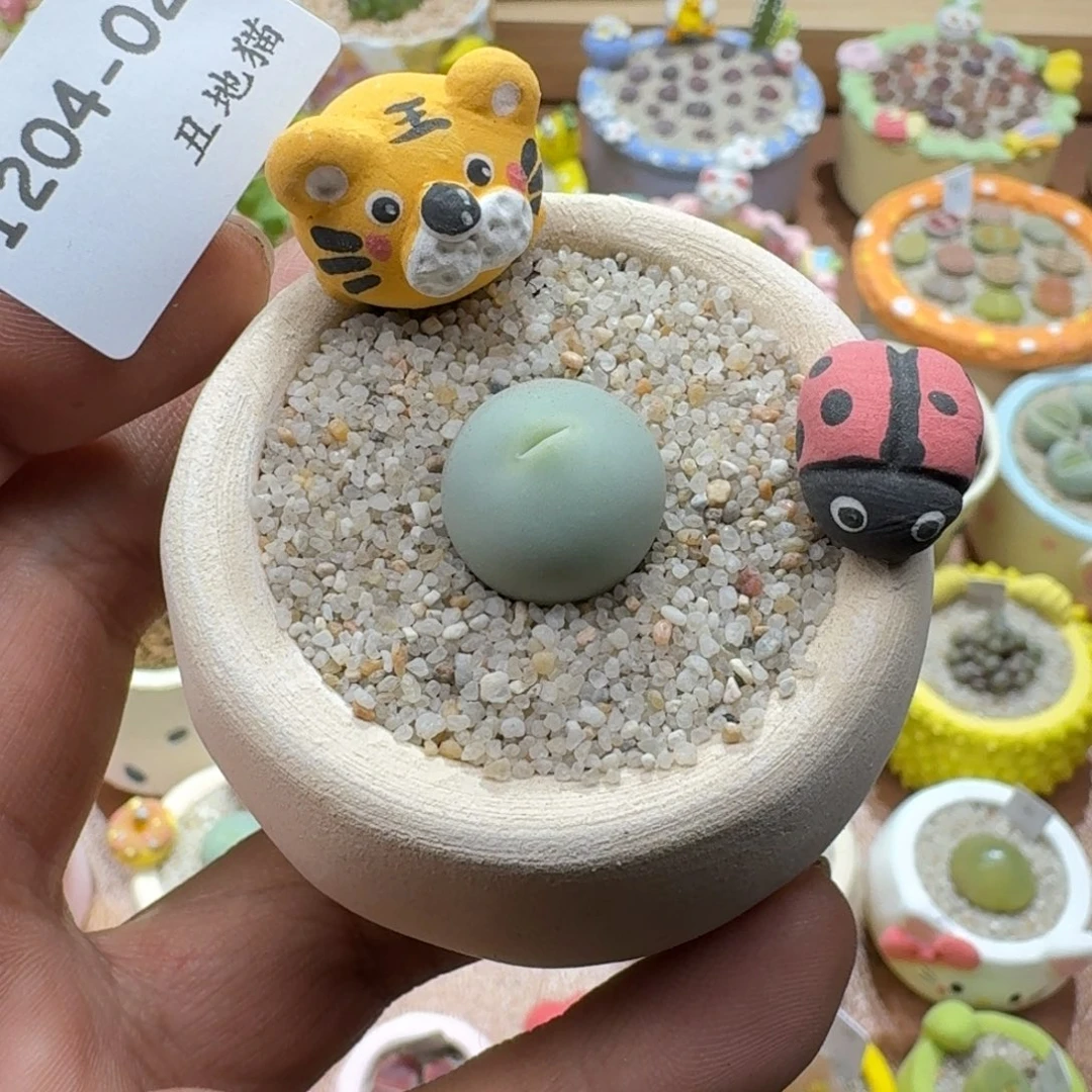 1204-02鸽子蛋肉锥