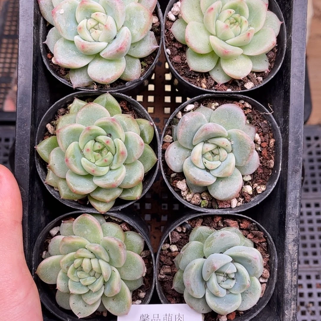 多肉一物一拍22-91