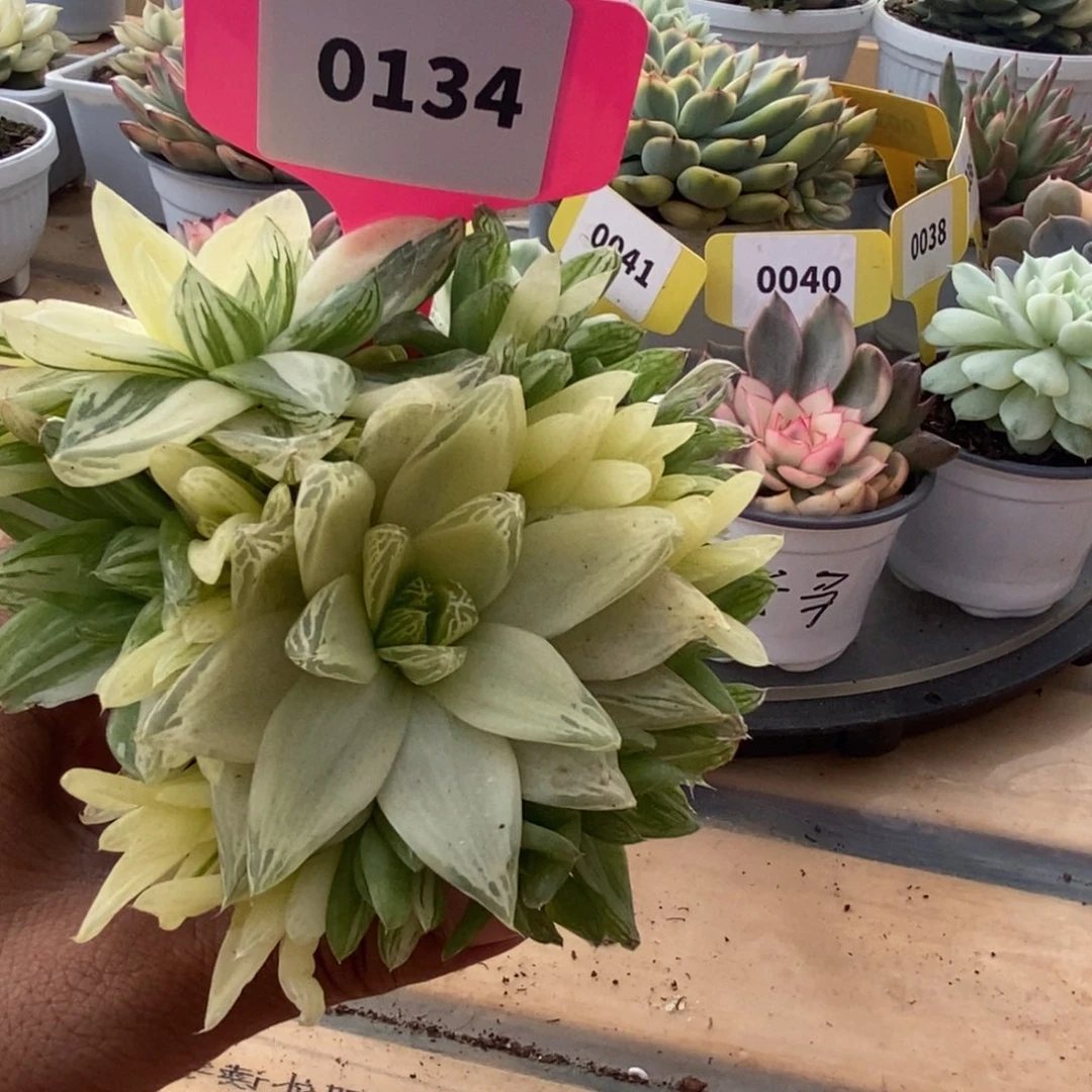 0134京之华哈哈哈哈哈