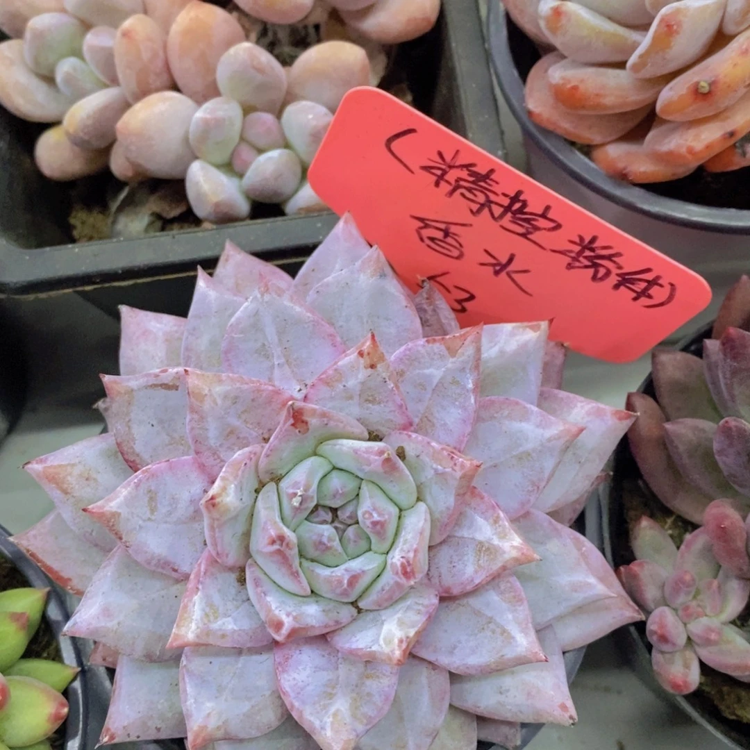 多肉植物，一物一拍，第5场