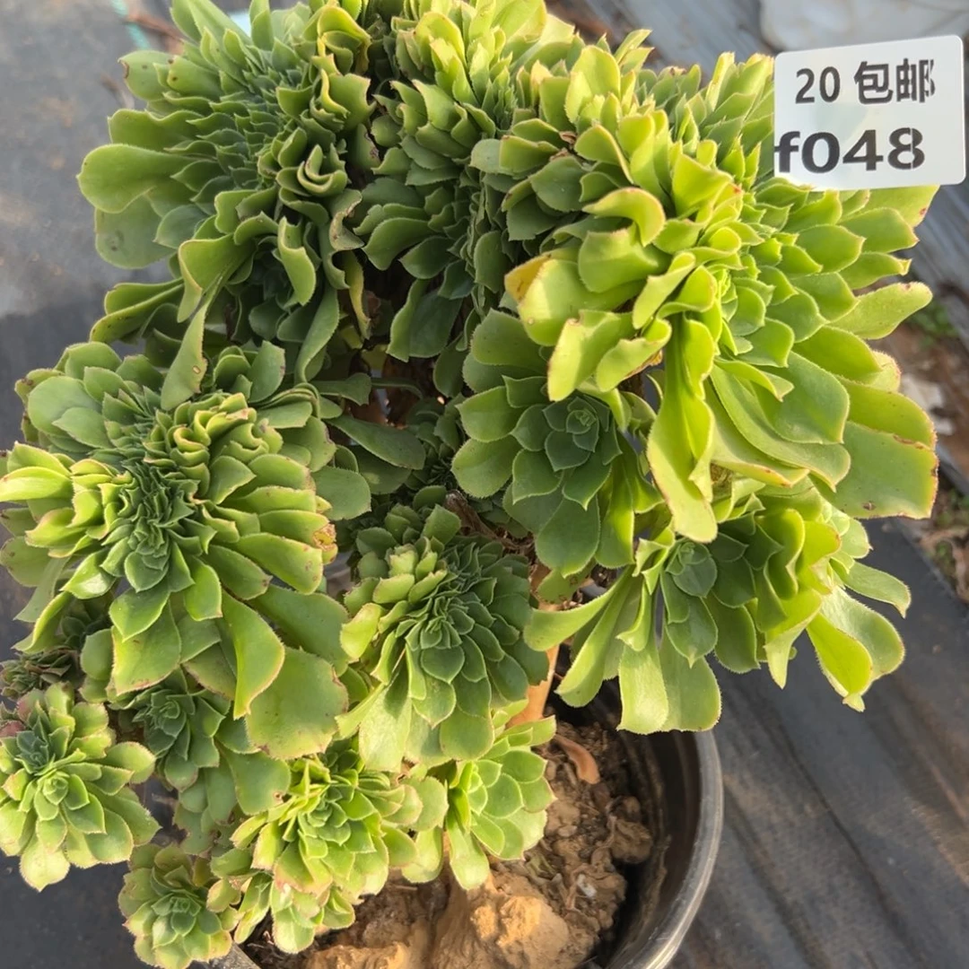 048绿杨蓉缀，满20包邮嘟叮熊