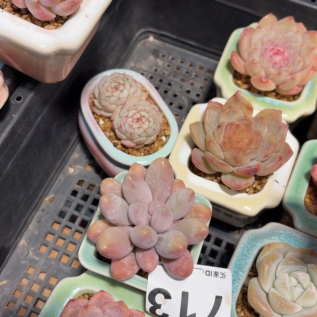 故***^粉色恋人多肉带盆发货713