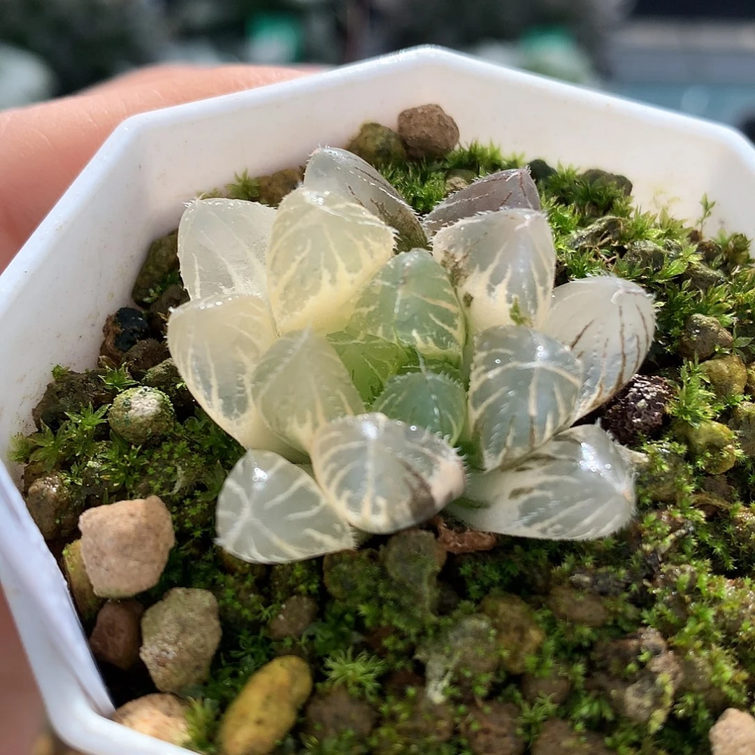 巨大赤线玉露锦带盆土