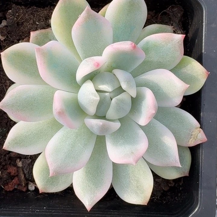 霜花一物一拍好看
