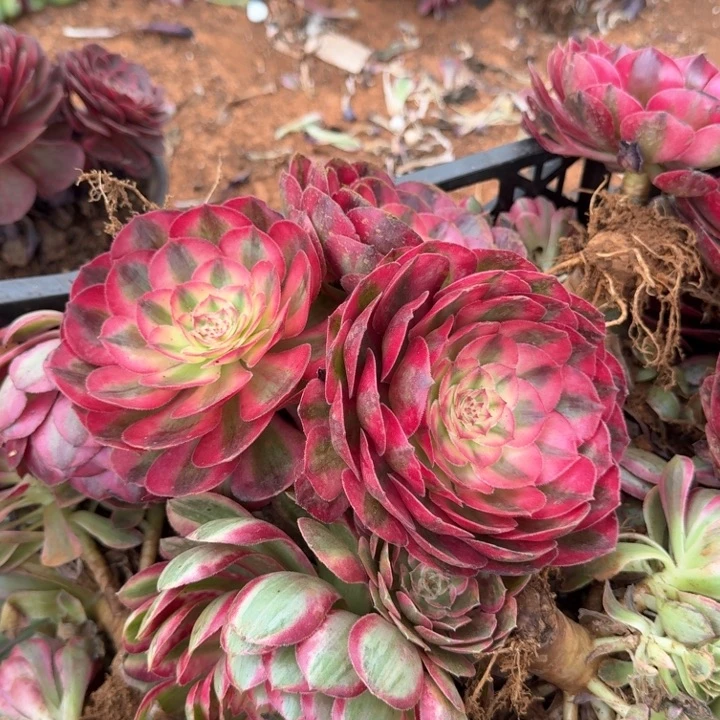 荔枝大单头三颗发货