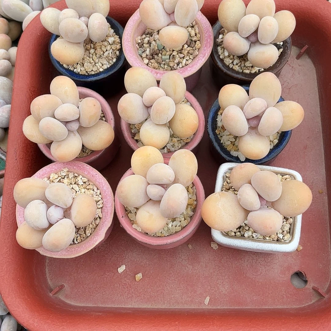 多肉植物的生长发育