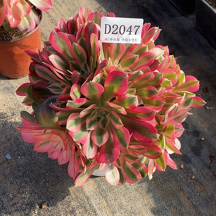 2047粉女巫多肉植物