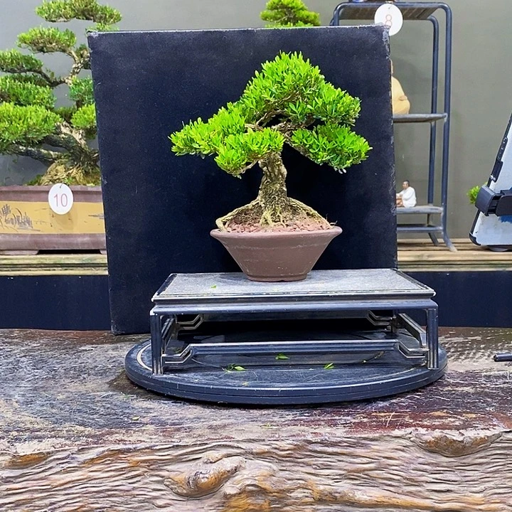无花朵黄杨盆景四季常青