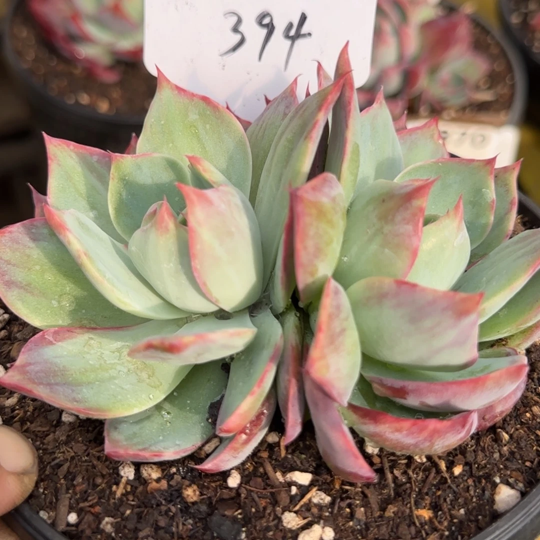 惊鸿一物一拍包装收缩花旱394