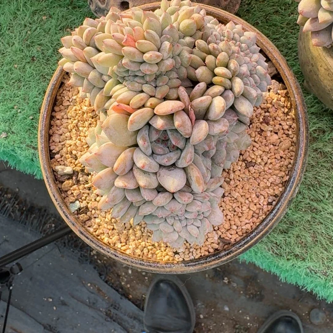 星影缀化无砍多肉