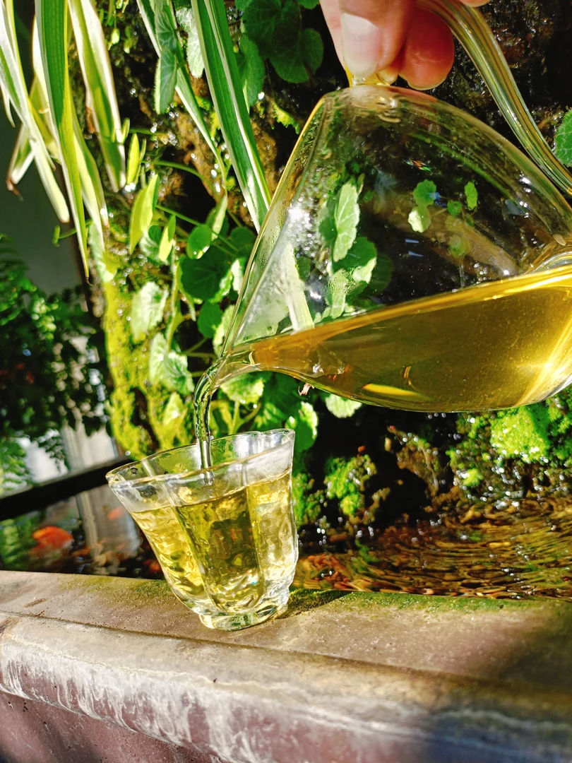 小户赛2024年头春红大树龙珠