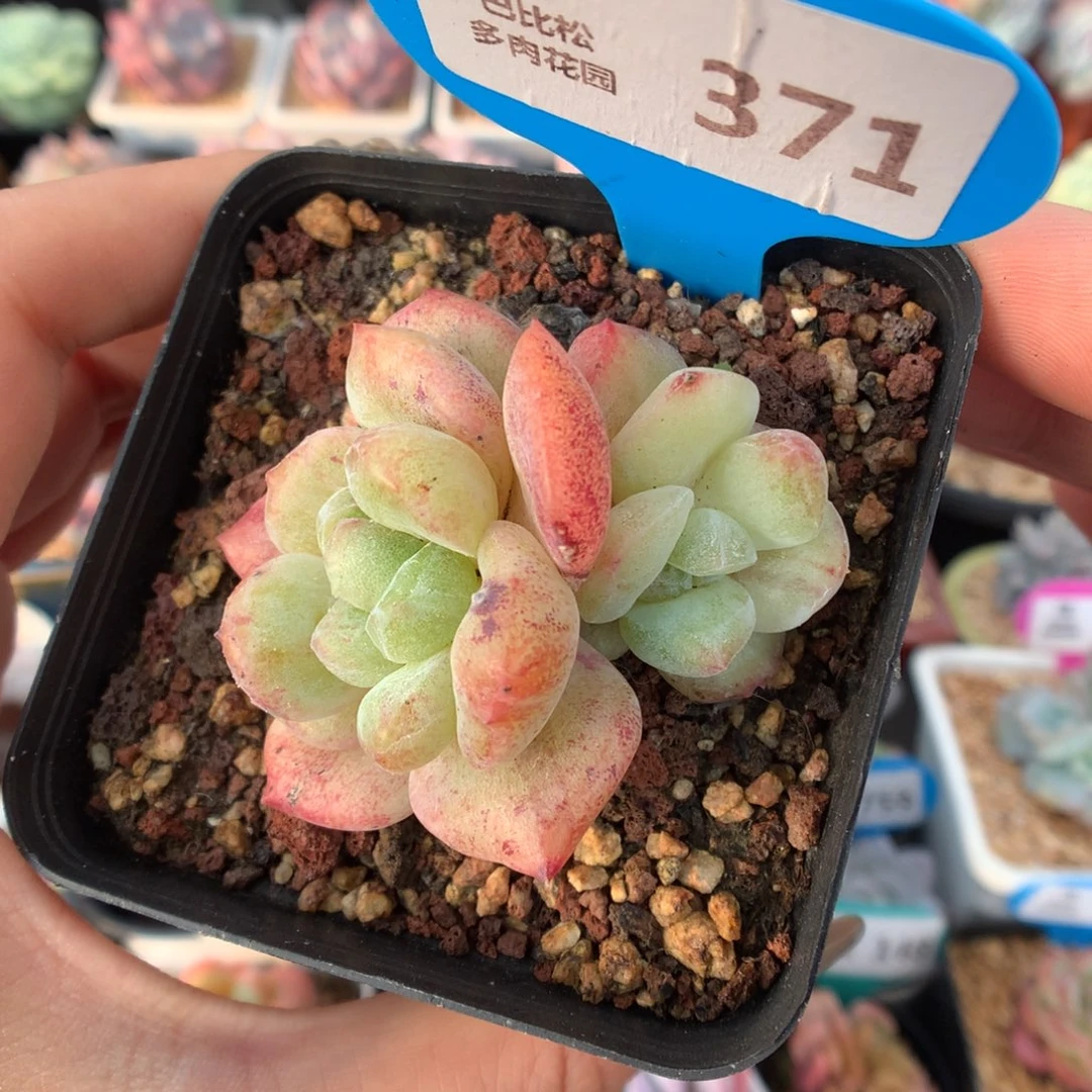 371双头糖心石化多肉植物