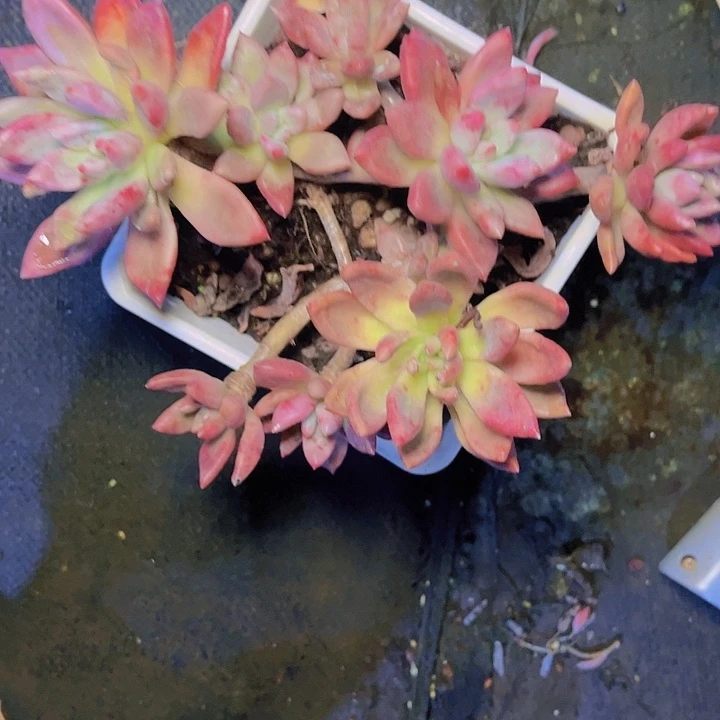 唔***羽这几句真的笑疯笑拉