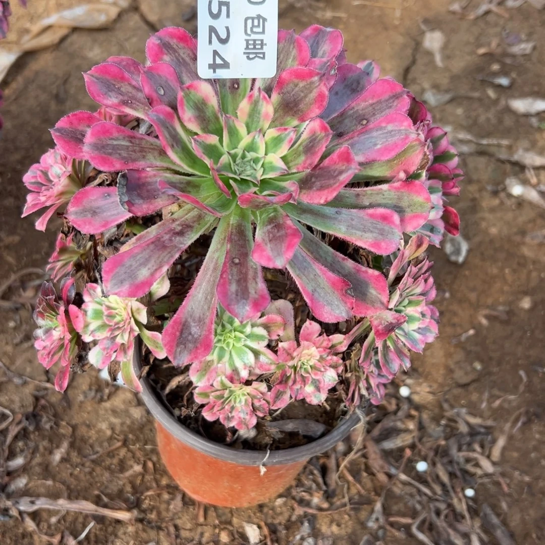 524红铜白，满20包邮