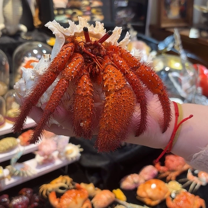 真实超大寄居蟹标本