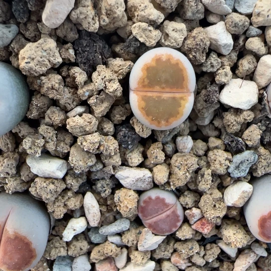 二蜕小个子黄金饼干大棚直播