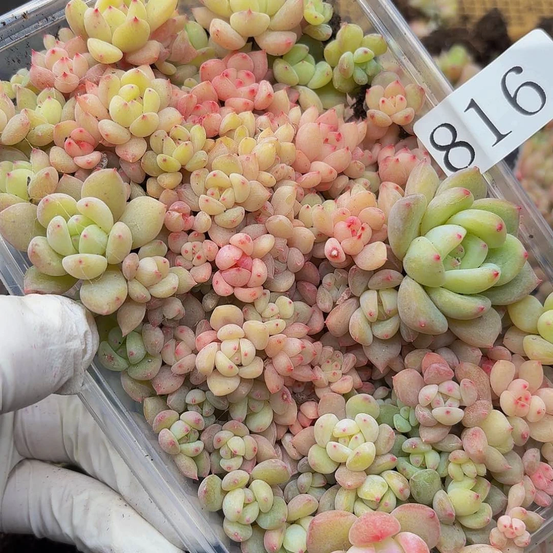 子**嫲多肉植物多肉植物816