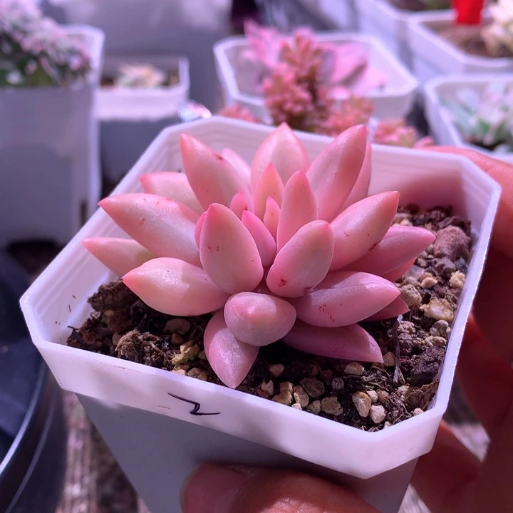 红蜻蜓白覆轮锦有根