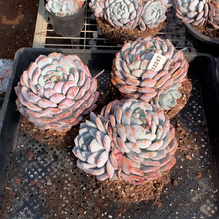 用***512247三个嗯嗯嗯嗯嗯嗯好喜欢