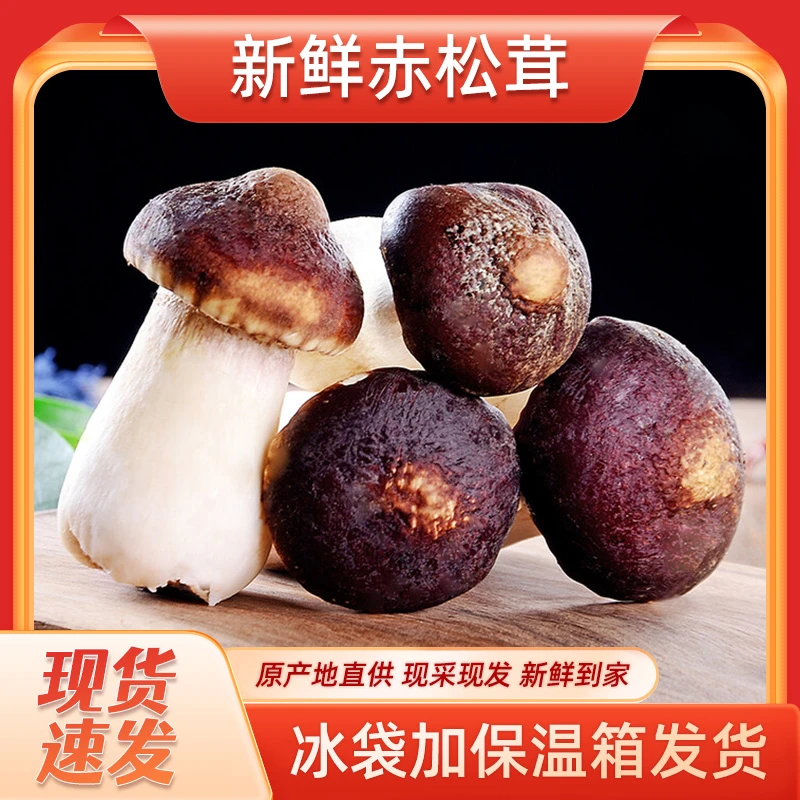 新鲜采摘美味赤松茸煲汤炒菜佳选