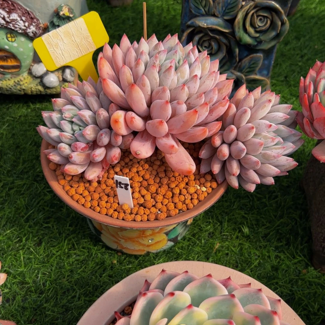 ?*三头小老桩所罗门