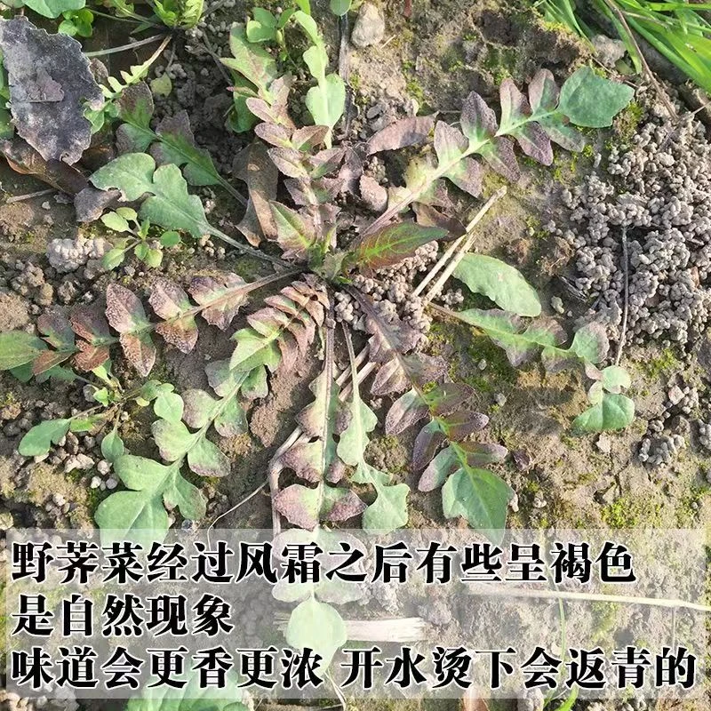 南水北调水源地农家纯野生现挖新鲜荠菜天然生长鲜香味美饺子馄饨