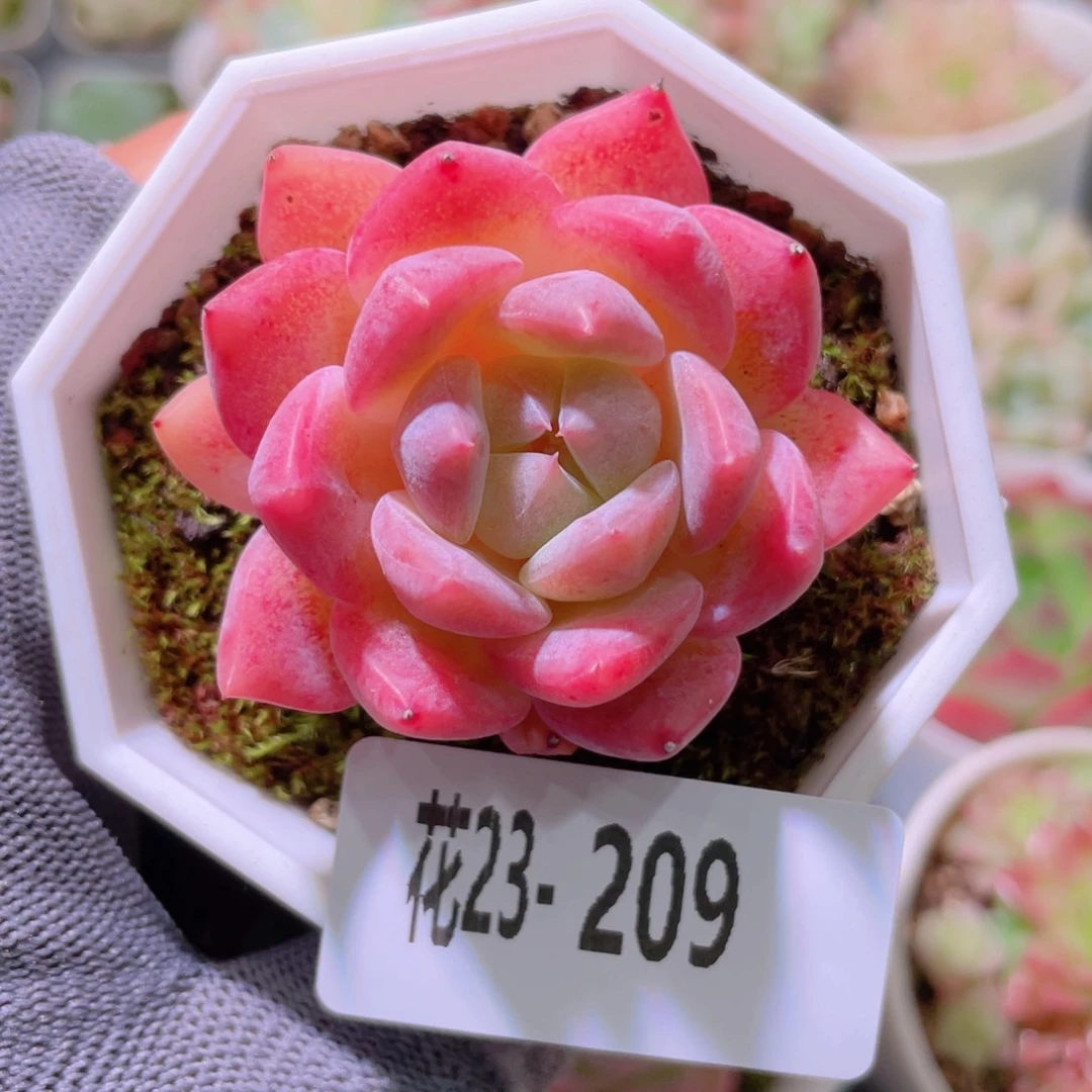 花利美23-209新品