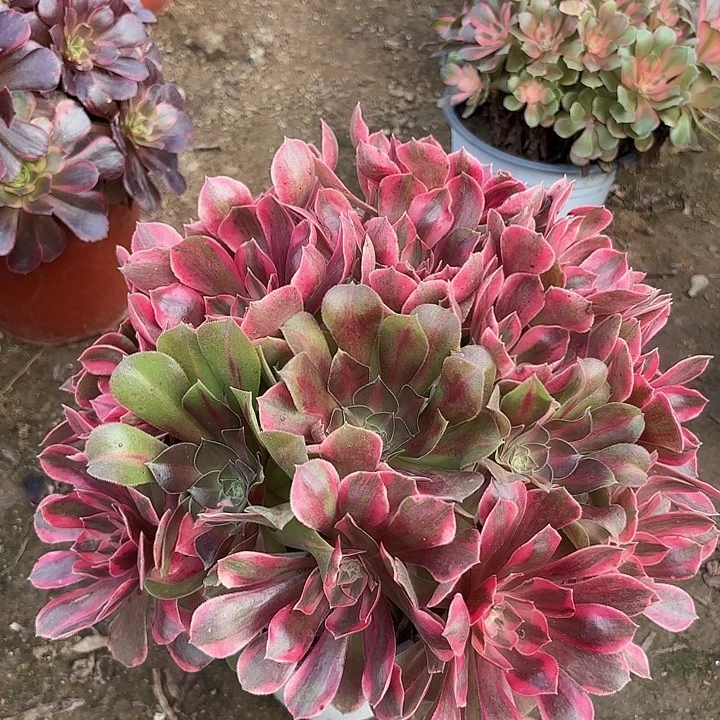 多肉植物法师女妖55