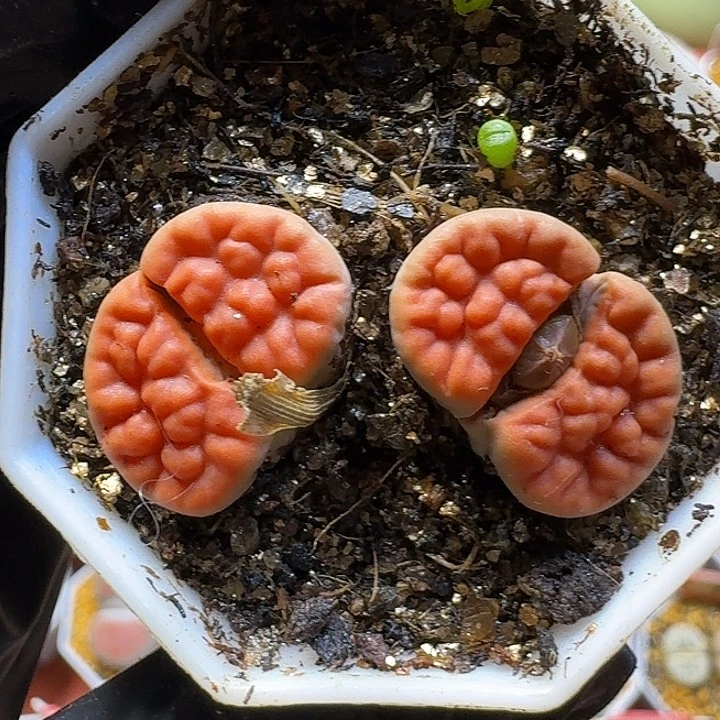 生石花23:：。在。  65号