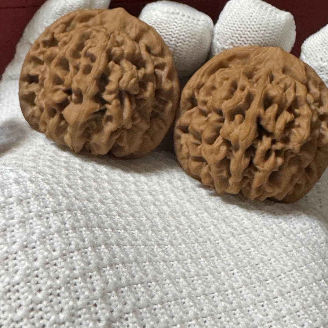 秦岭闷尖狮子头A012,边38肚38桩35