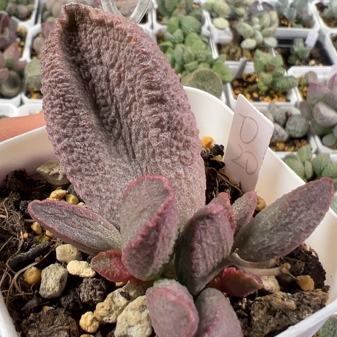 w大叶型粉色颗粒款实生新品