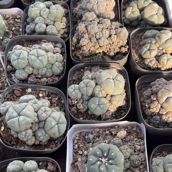 群生子吹好养皮实