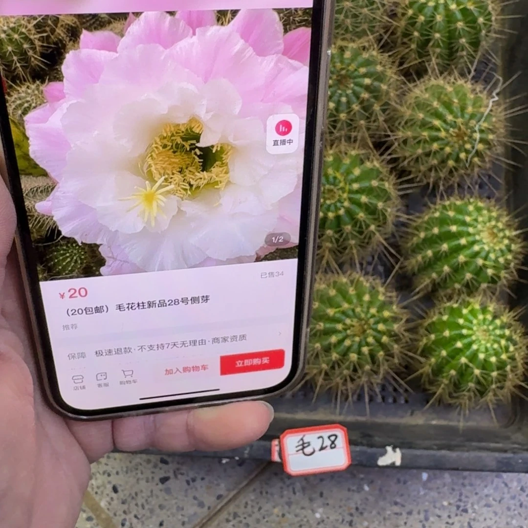 237毛28歪无根侧牙5公分左右，20包邮