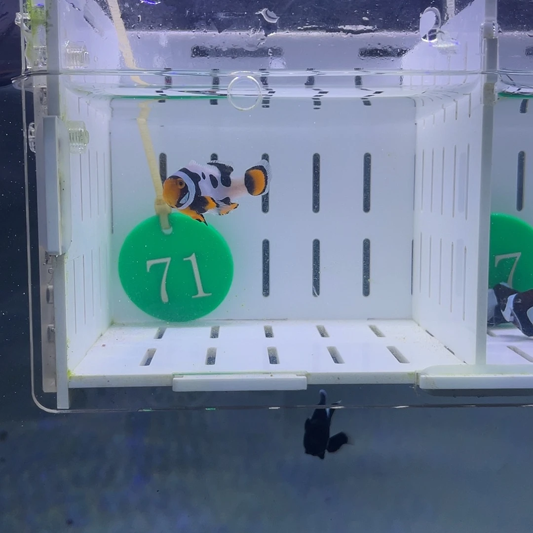 3.5-4.5热带海域不分公母毕加索一条