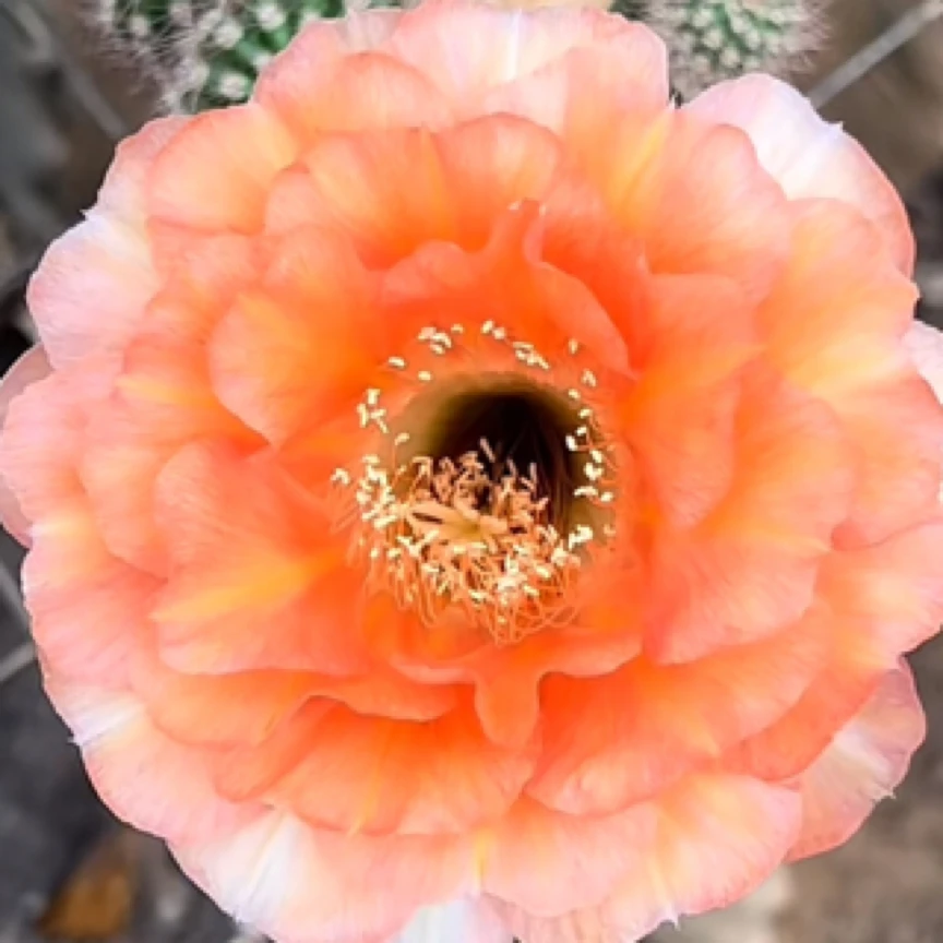 彩，温柔，无根侧芽，环境不同花色花型深浅不同属于正常，介意勿拍！